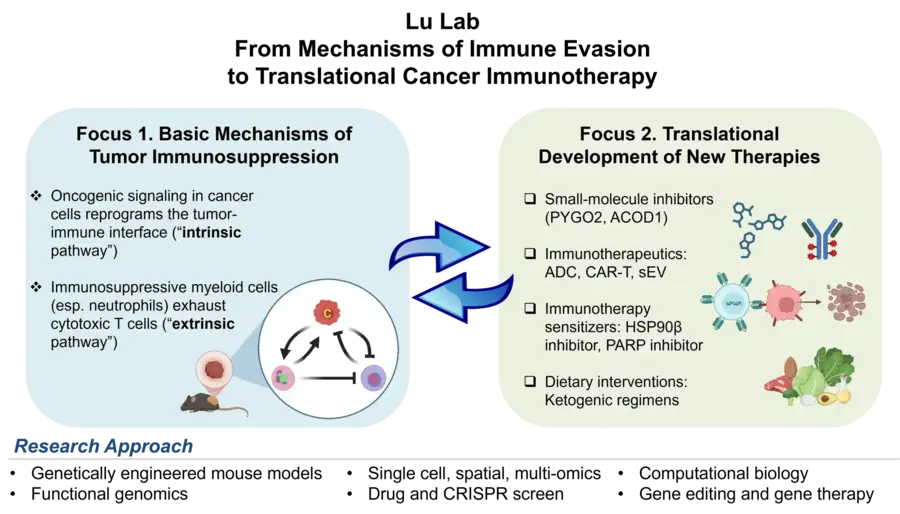 Diagram showing two research areas: tumor immunosuppression mechanisms and new therapy development, linked by bidirectional arrows.